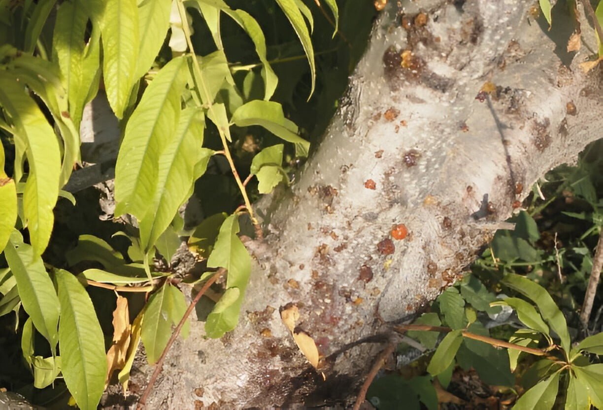 خنفساء قلف اللوزيات  - عالم النباتات