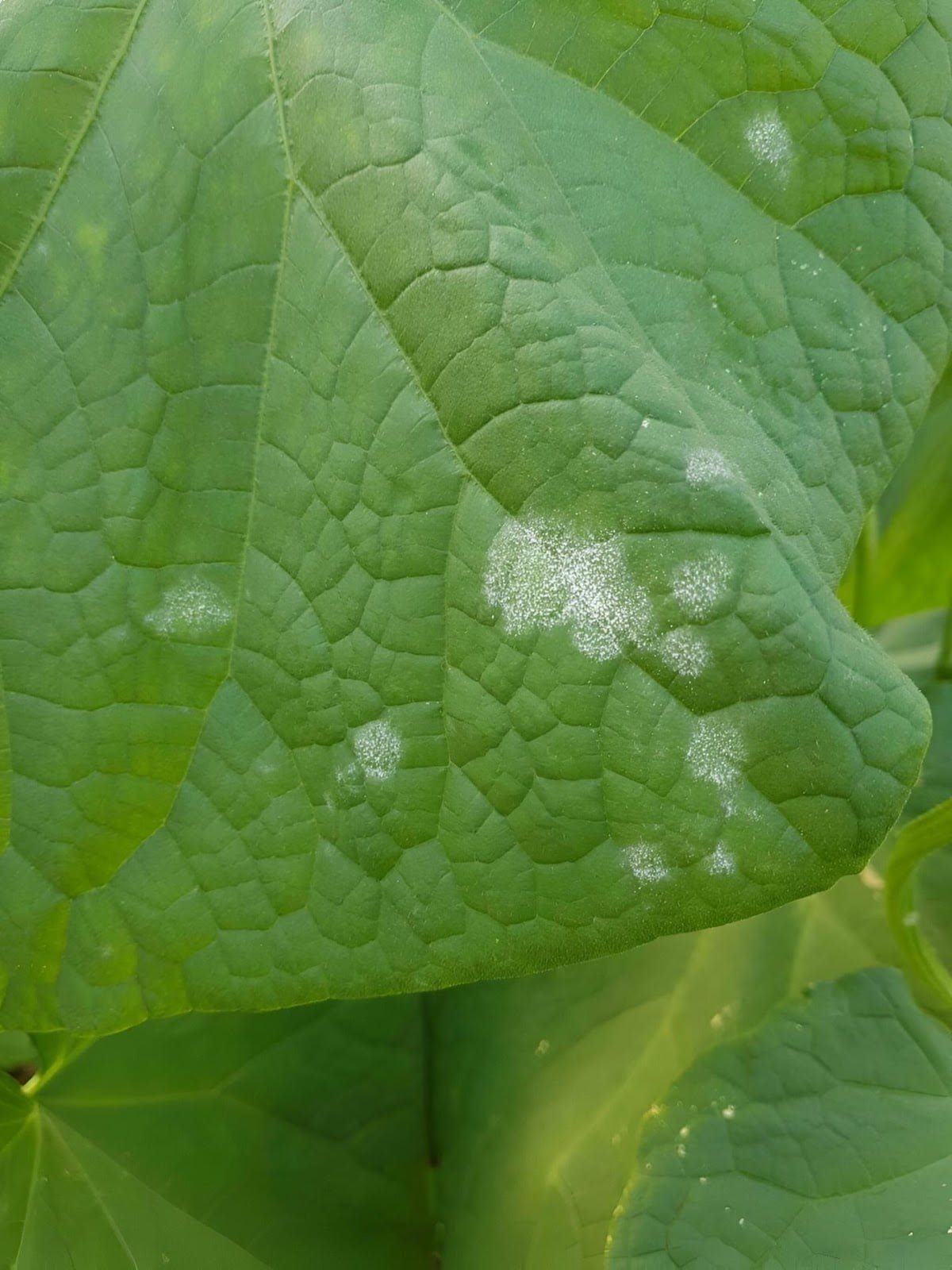البياض الدقيقي على ال خيارpowdery mildew   - عالم النباتات