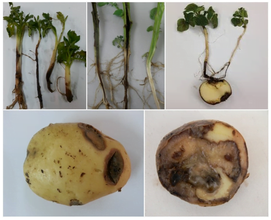 العفن الطري في درنات البطاطا: الأعراض، الأسباب، المكافحة
