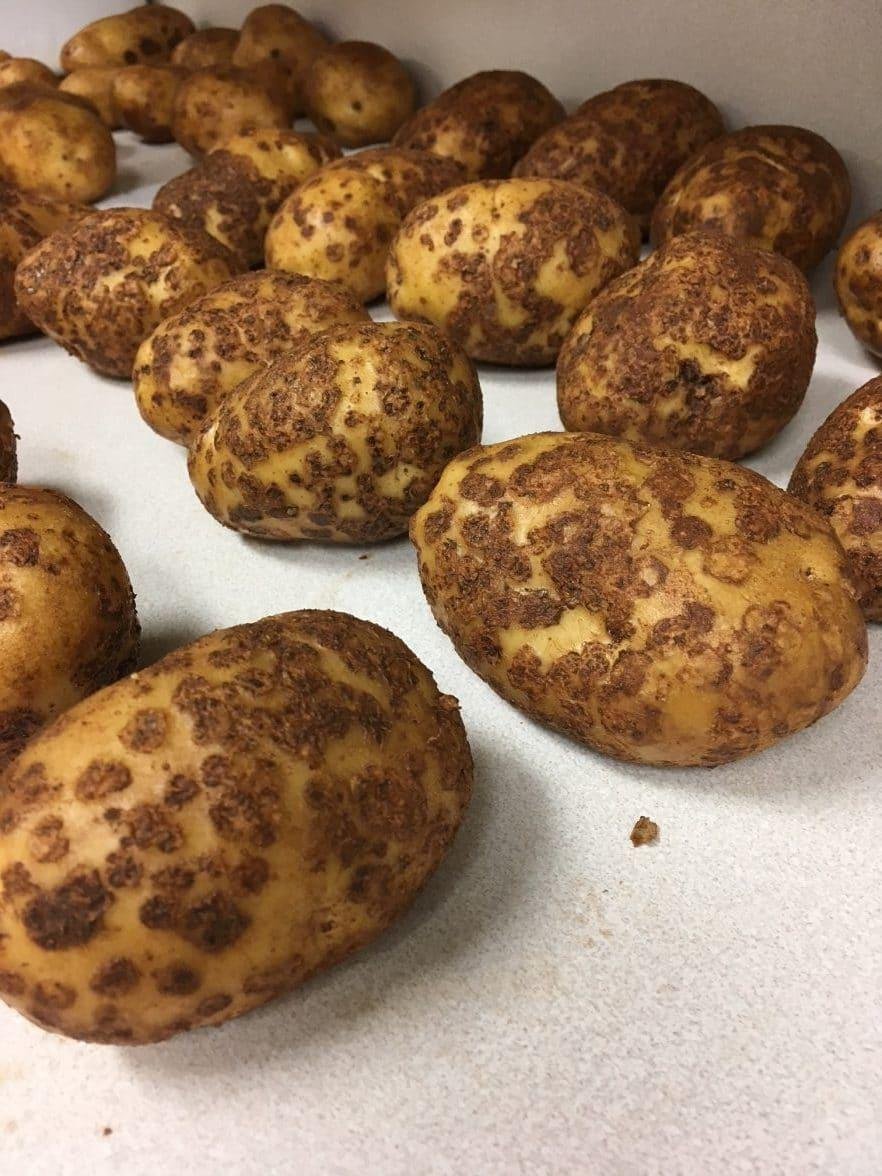 Potato scab - the world of plants