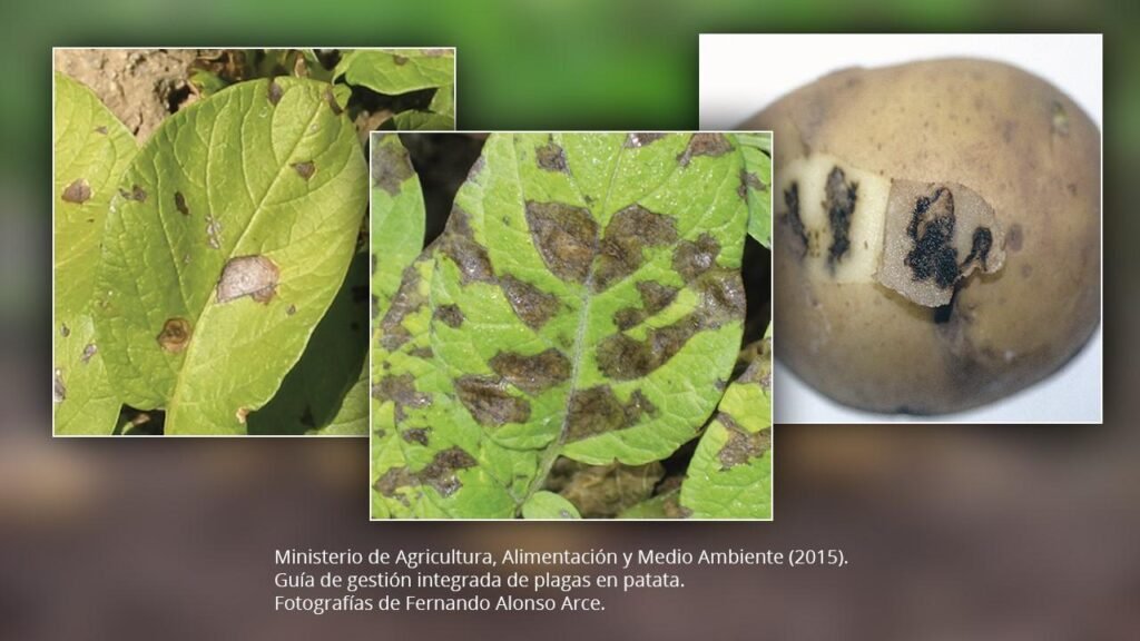 اللفحة المبكرة على أوراق البطاطا - عالم النباتات