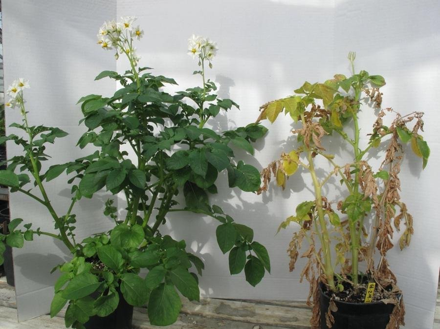 Verticillium wilt on potato stems and leaves - Plant World