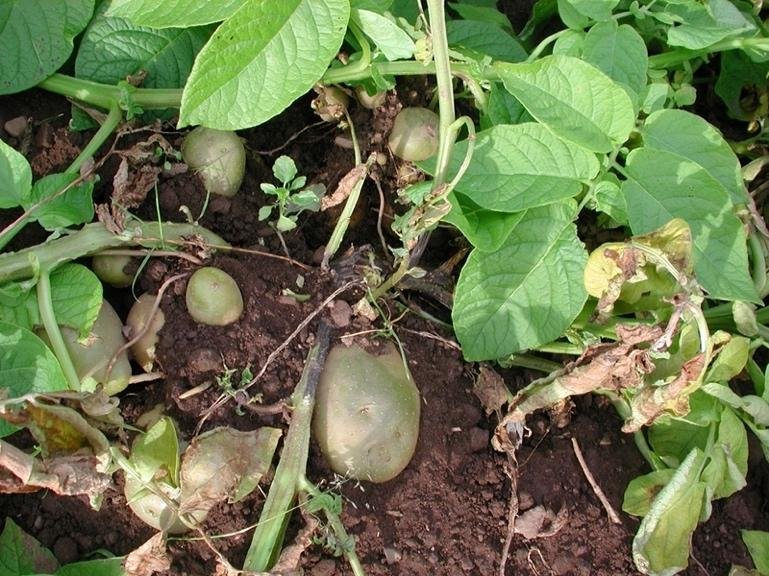 مرض الساق السوداء على سيقان البطاطا - عالم النباتات