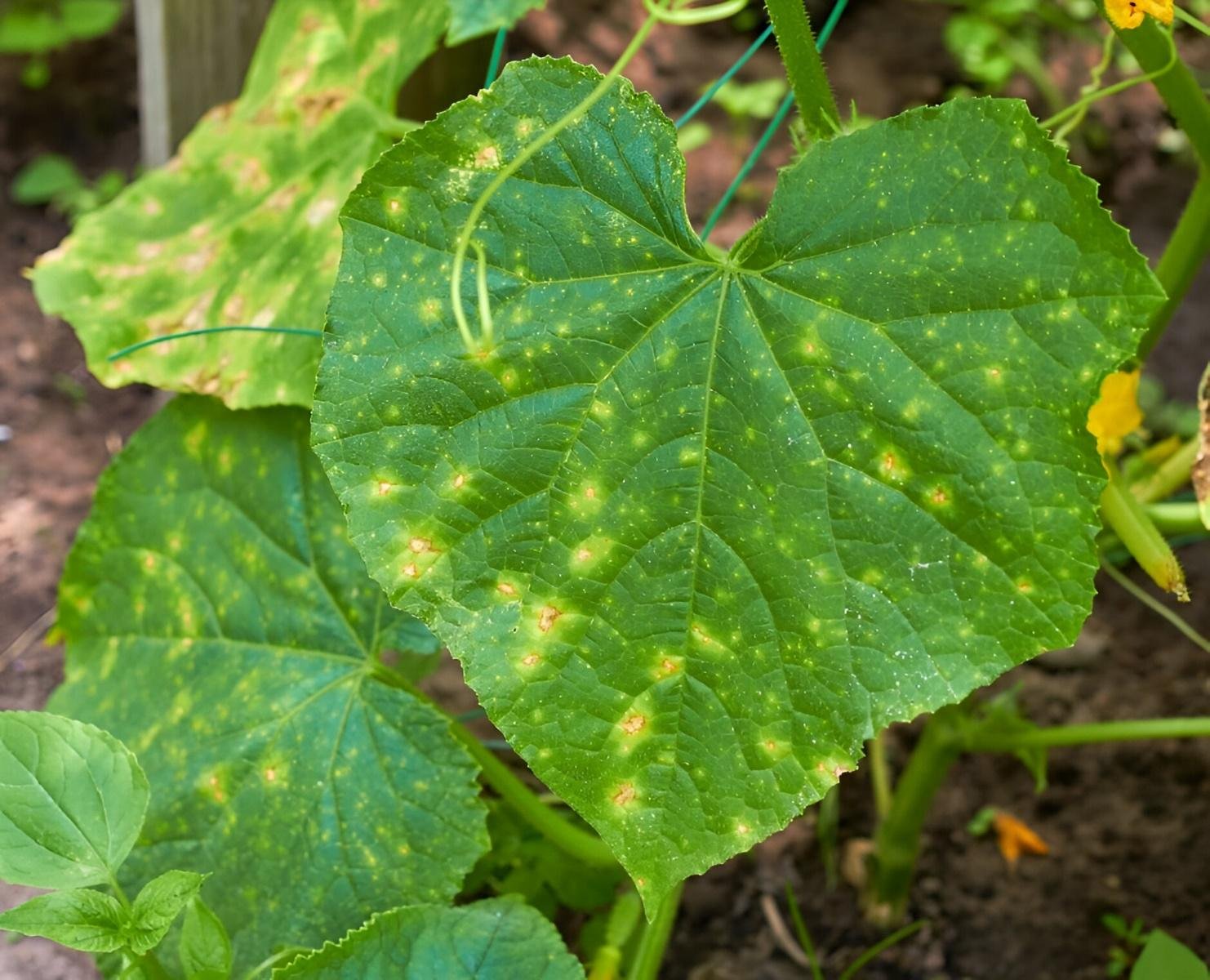 البياض الزغبي Downy Mildew - عالم النباتات