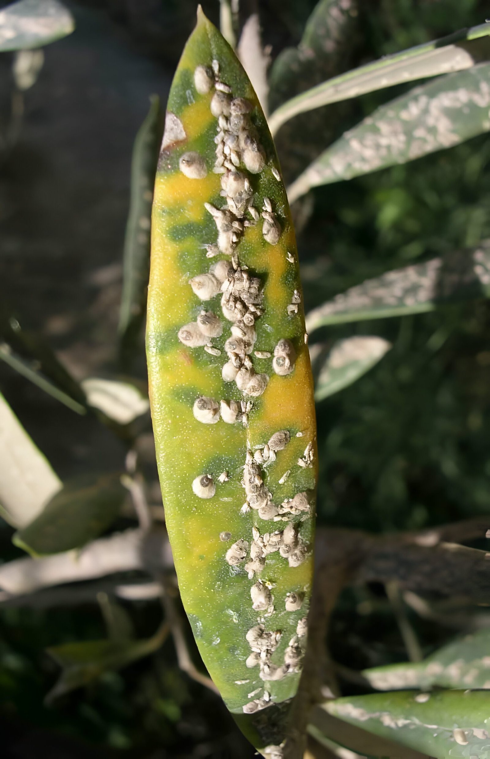 Olive freckle - the world of plants