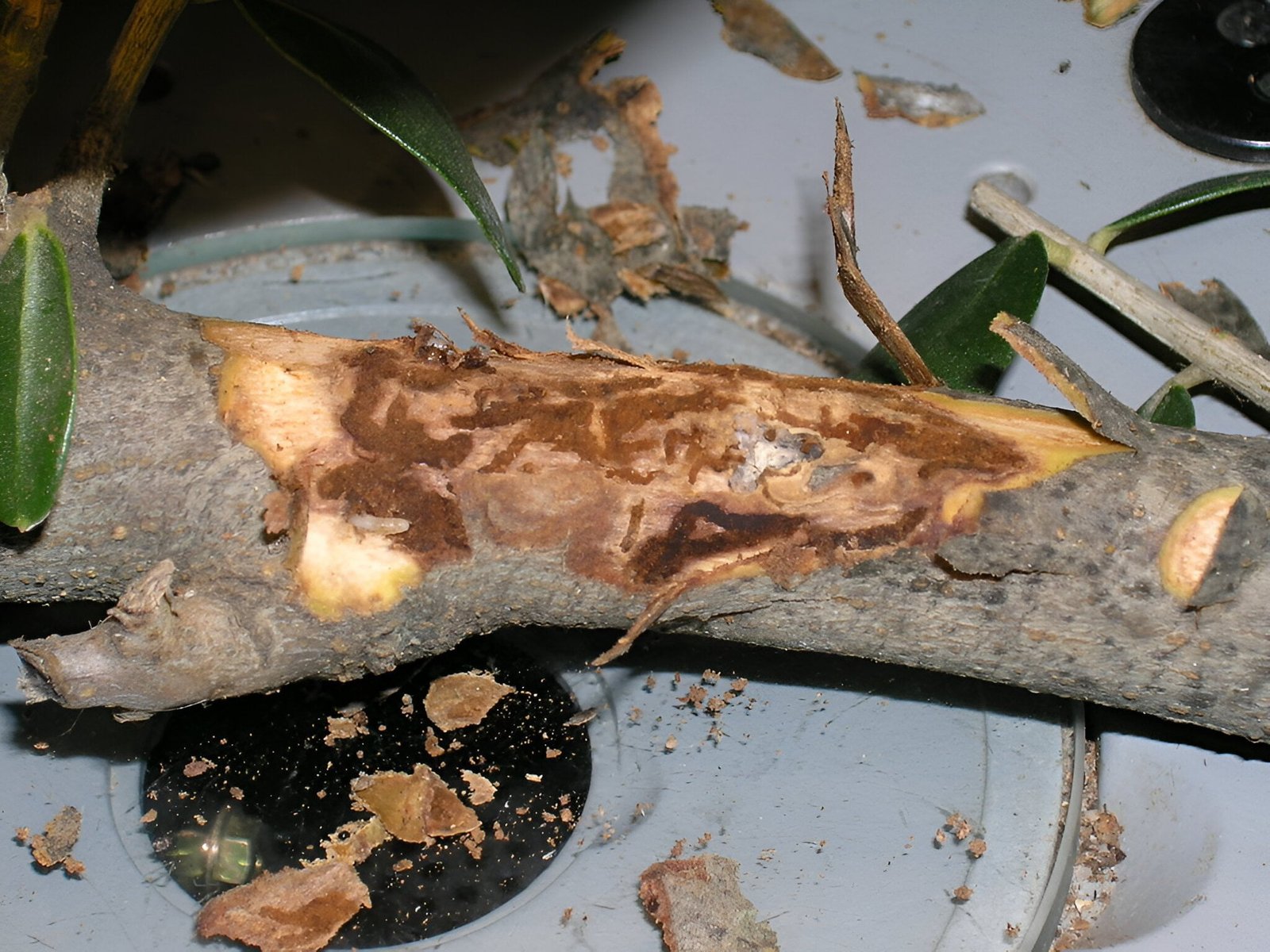 Olive branch bark beetle. - The world of plants