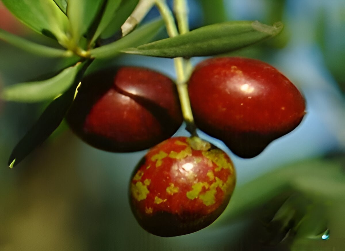 Peacock eye spot on olive leaves (olive scab) - World of Plants