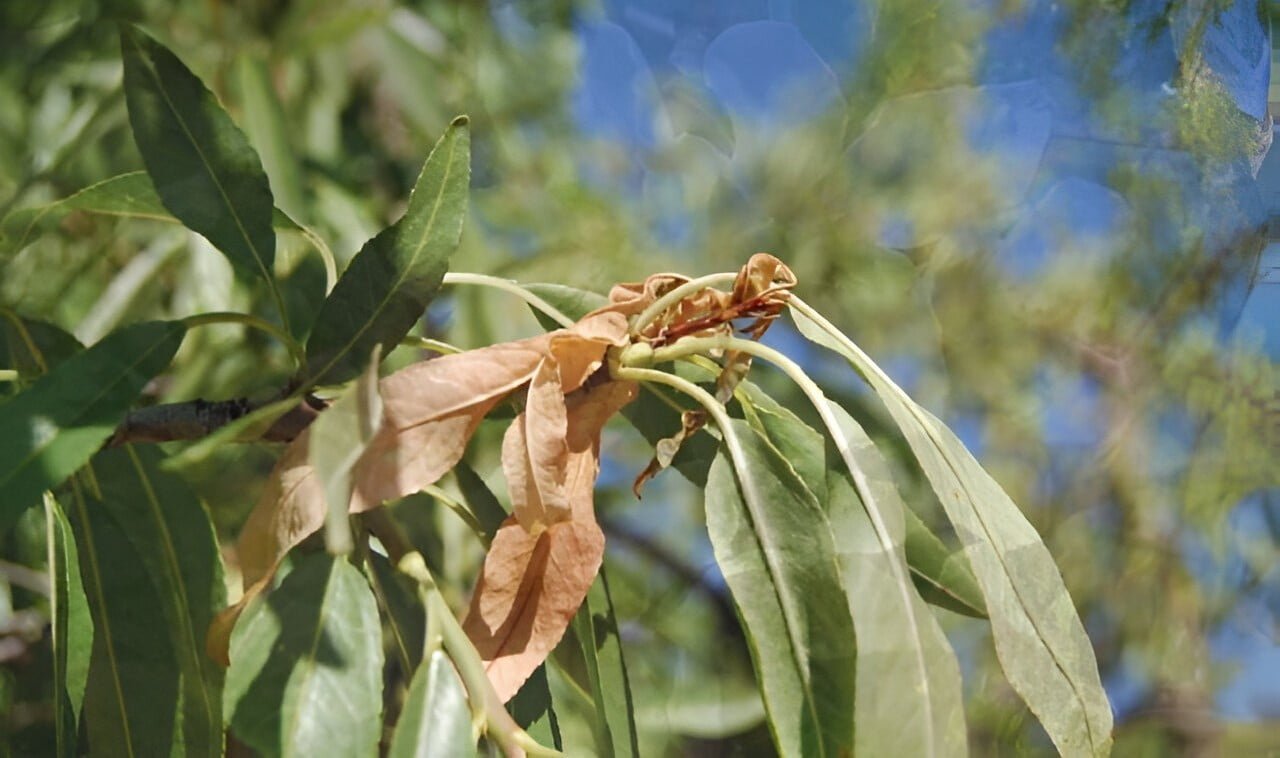 ثاقبة اغصان الدراق - عالم النباتات