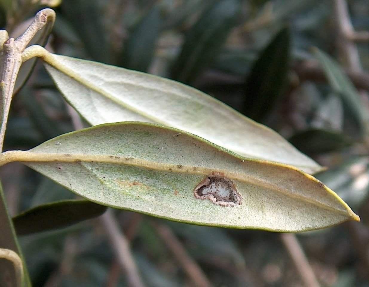 Butterfly (olive moth) - world of plants