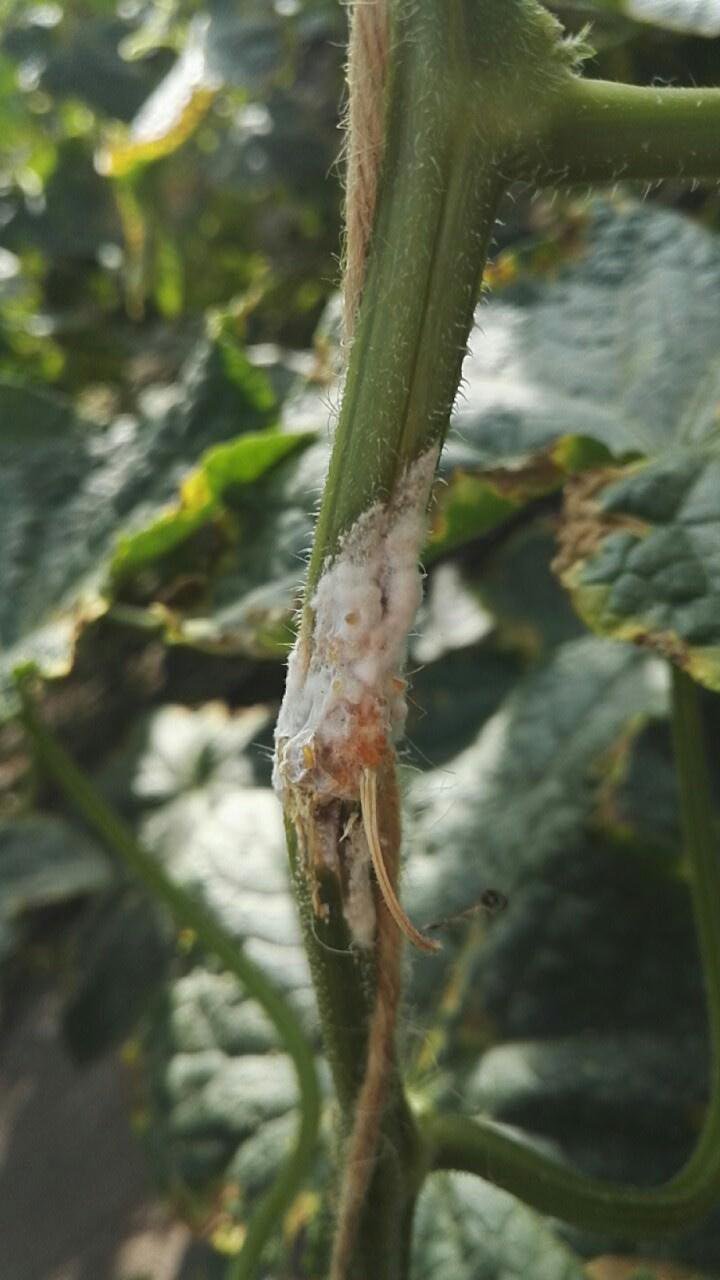مرض تعفن الساق السكليروتيني  - عالم النباتات