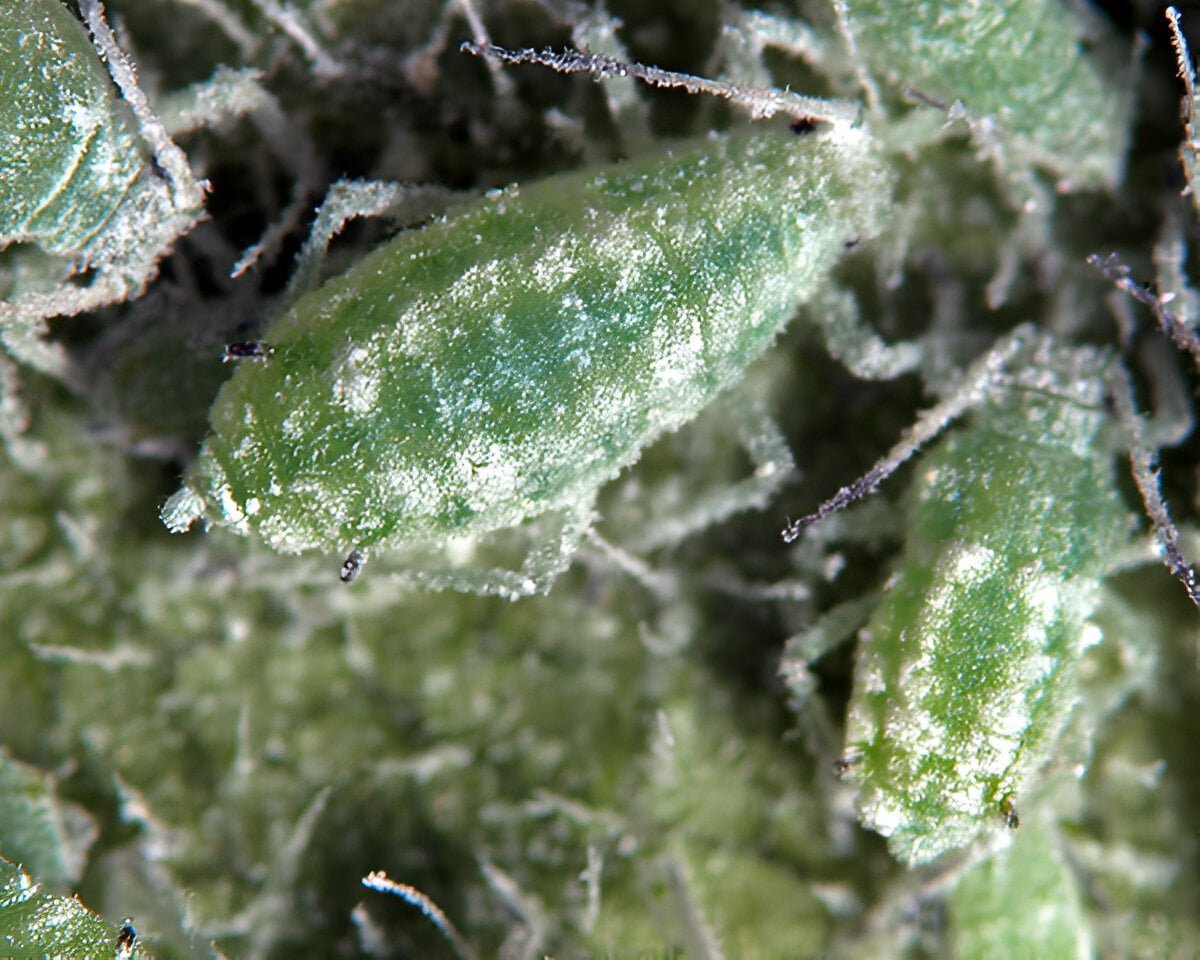 من الخوخ الدقيقي  - عالم النباتات