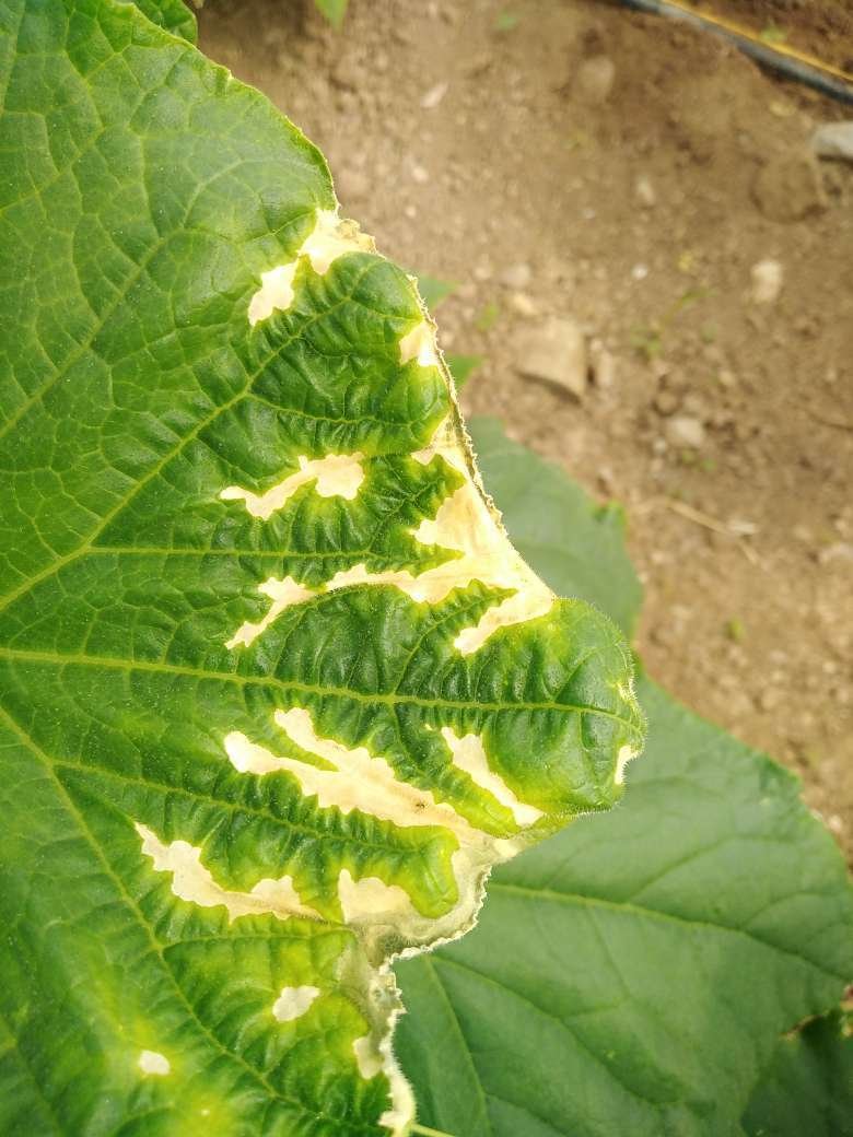 موزاييك الخيار  - عالم النباتات