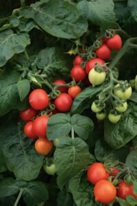Tomatoes - the world of plants