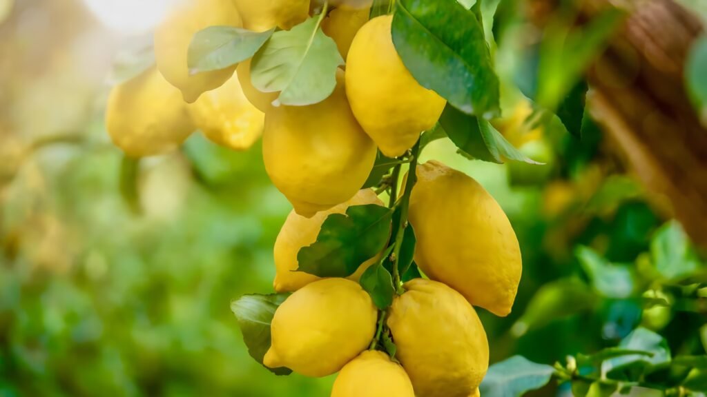 الليمون - عالم النباتات