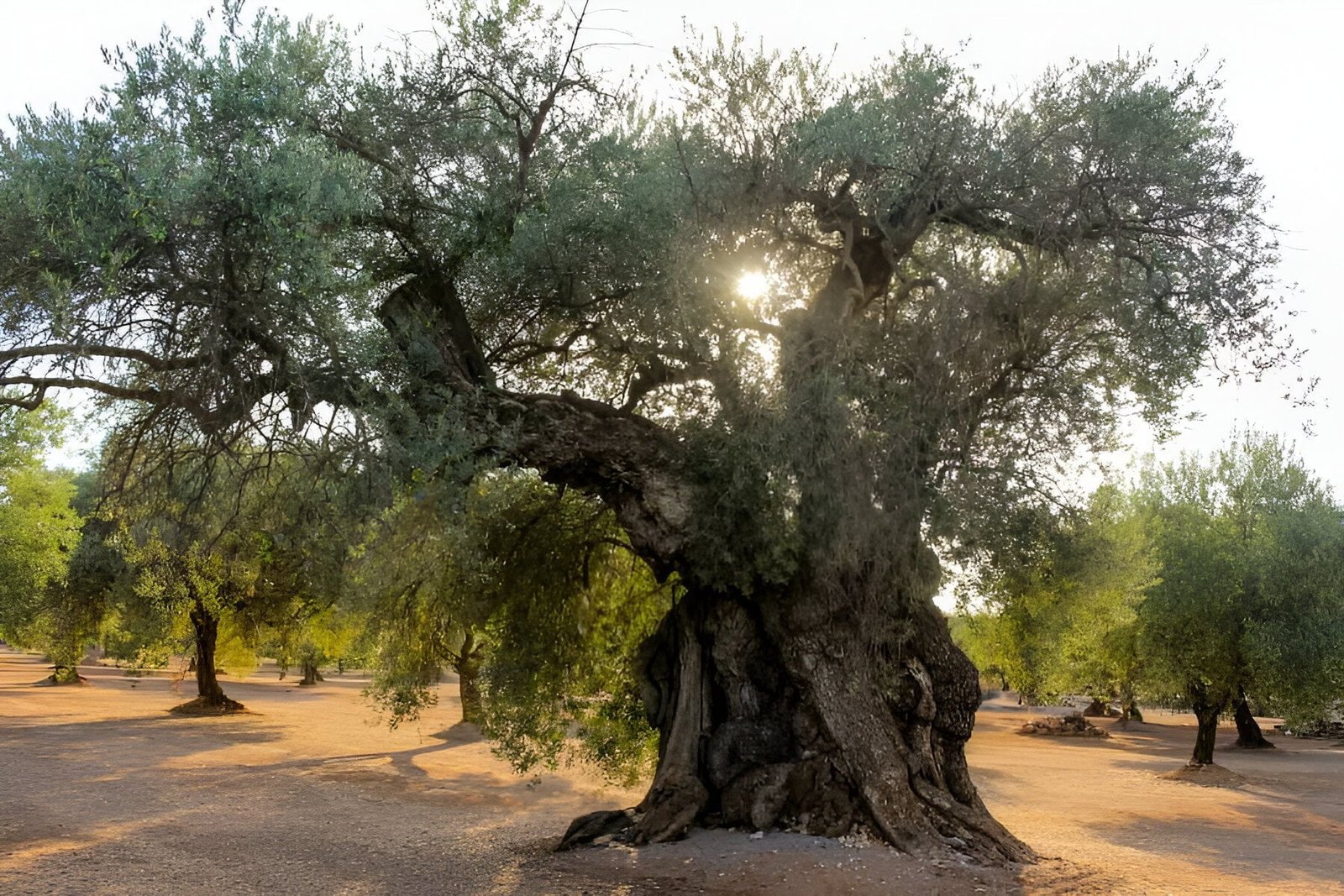 Olive - the world of plants