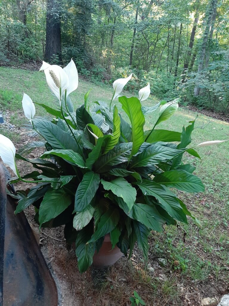 Peace lily: definition, how to grow it, diseases, care - World of 