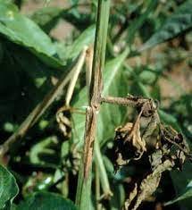 Gray Mold on Pepper