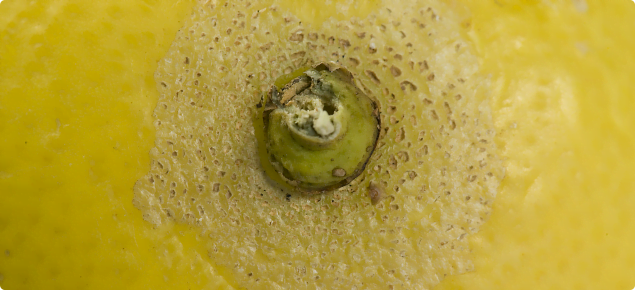 Kelly's citrus thrips damage