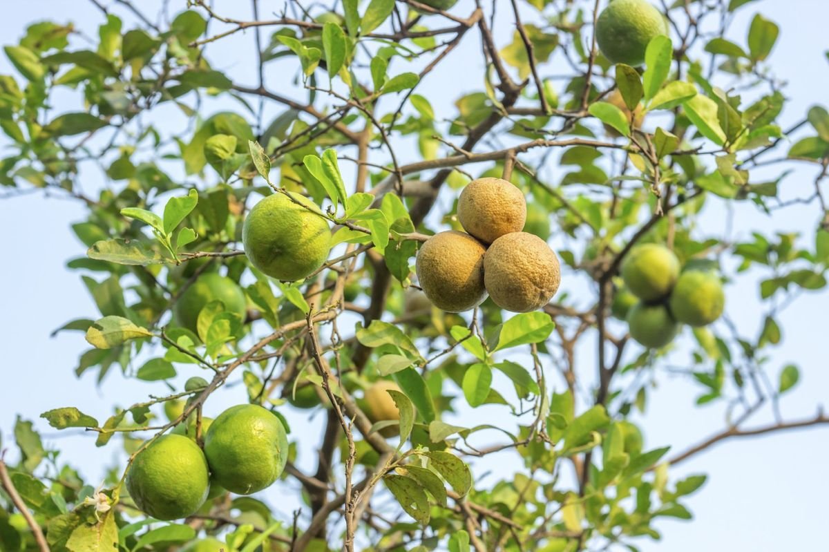 Lemon Diseases And Treatment - Tips For Treating Lemon Diseases | Gardening Know How
