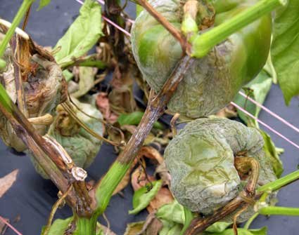 Phytophthora tolerant bell peppers - Vegetables