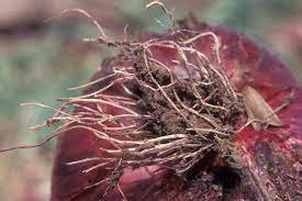 Pink root in onion plant - Plant World