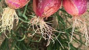 الجذر الوردي في نبات البصل - عالم النباتات