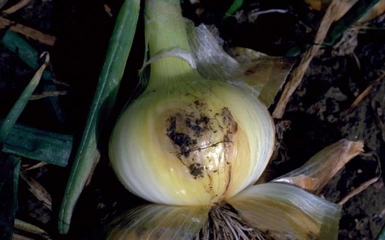 تعفن عنق البصل - عالم النباتات
