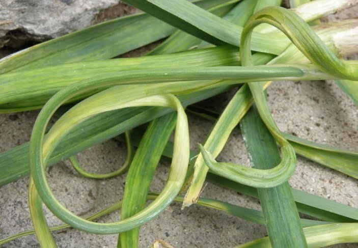 Yellow dwarf virus on onion leaves - Plant World