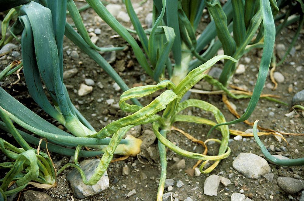 Yellow dwarf virus on onion leaves