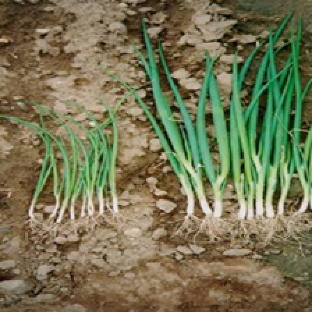 Lack of major nutrients in onion plants