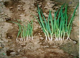Lack of macronutrients in onion plants - Plant World