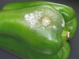 Phytophthora blight on pepper - Plant World