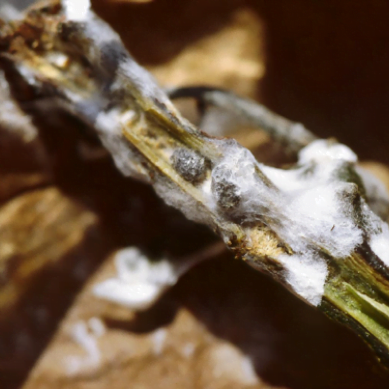 العفن الأبيض على نبات الفلفل الحلو - عالم النباتات