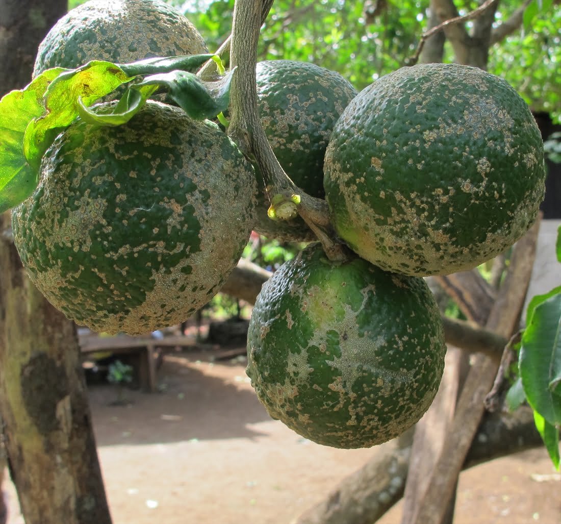 Lemon scab - the world of plants