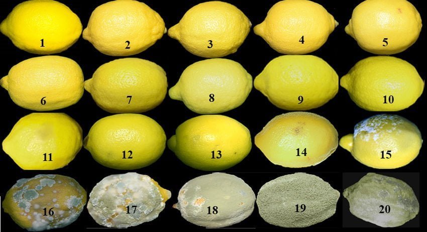 العفن الرمادي في الليمون: الأعراض، الأسباب، المكافحة