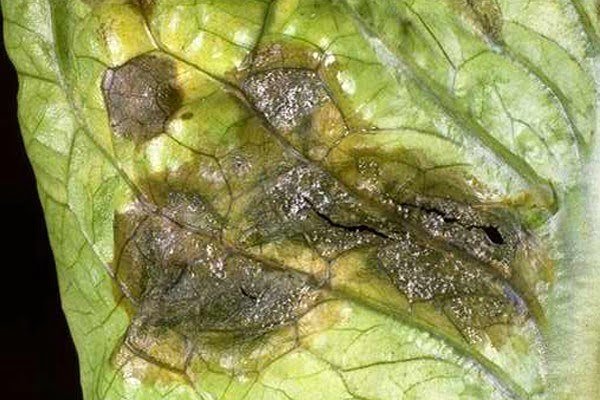 Downy mildew in lettuce