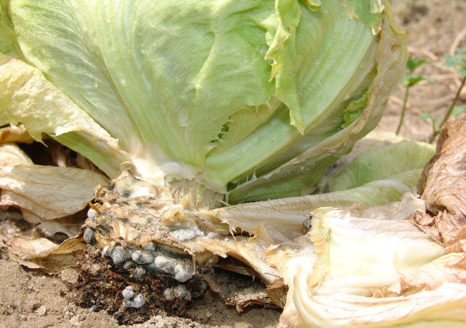 White mold on lettuce - Plant World