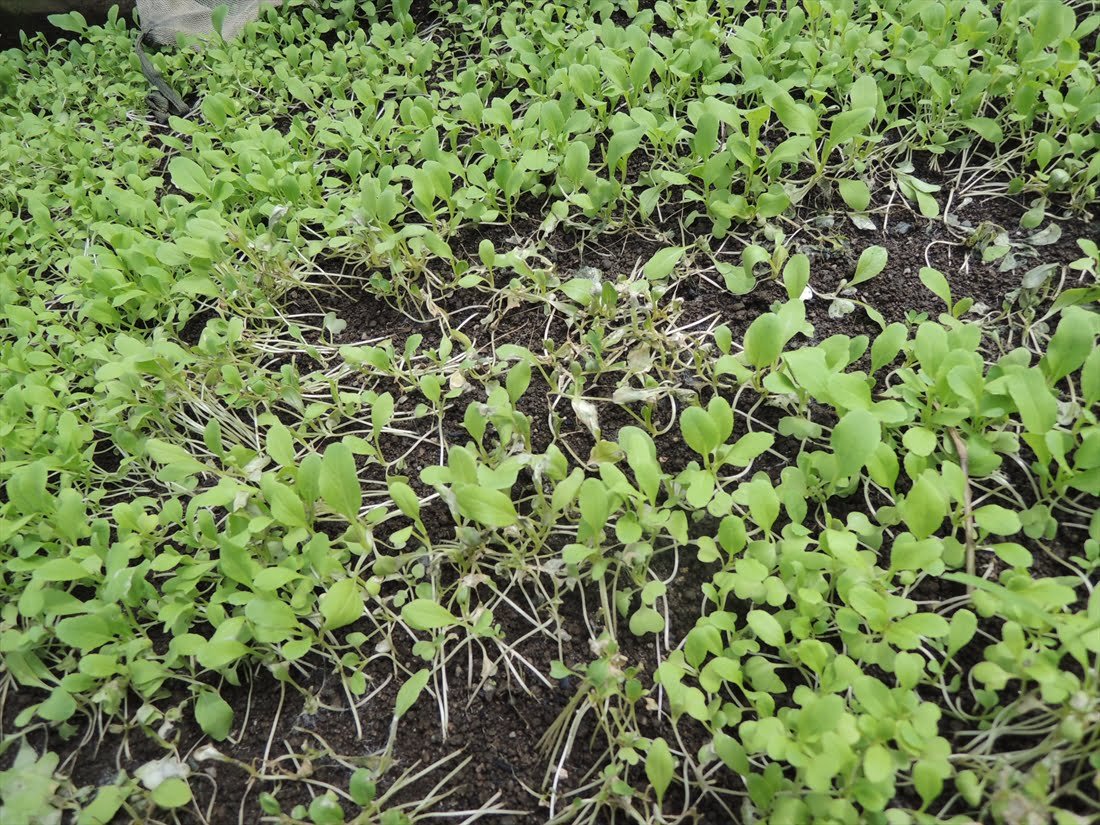 Damping off seedling disease in cabbage - Plant World