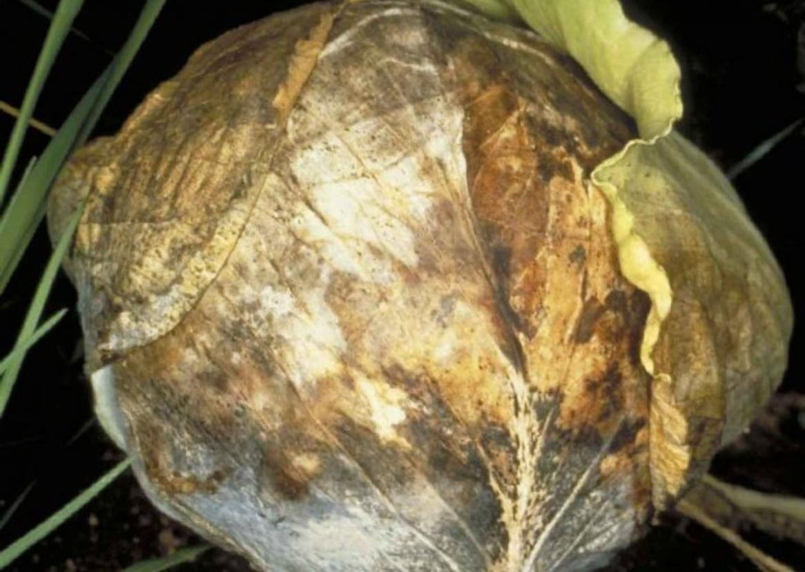 Damping off seedling disease in cabbage - Plant World
