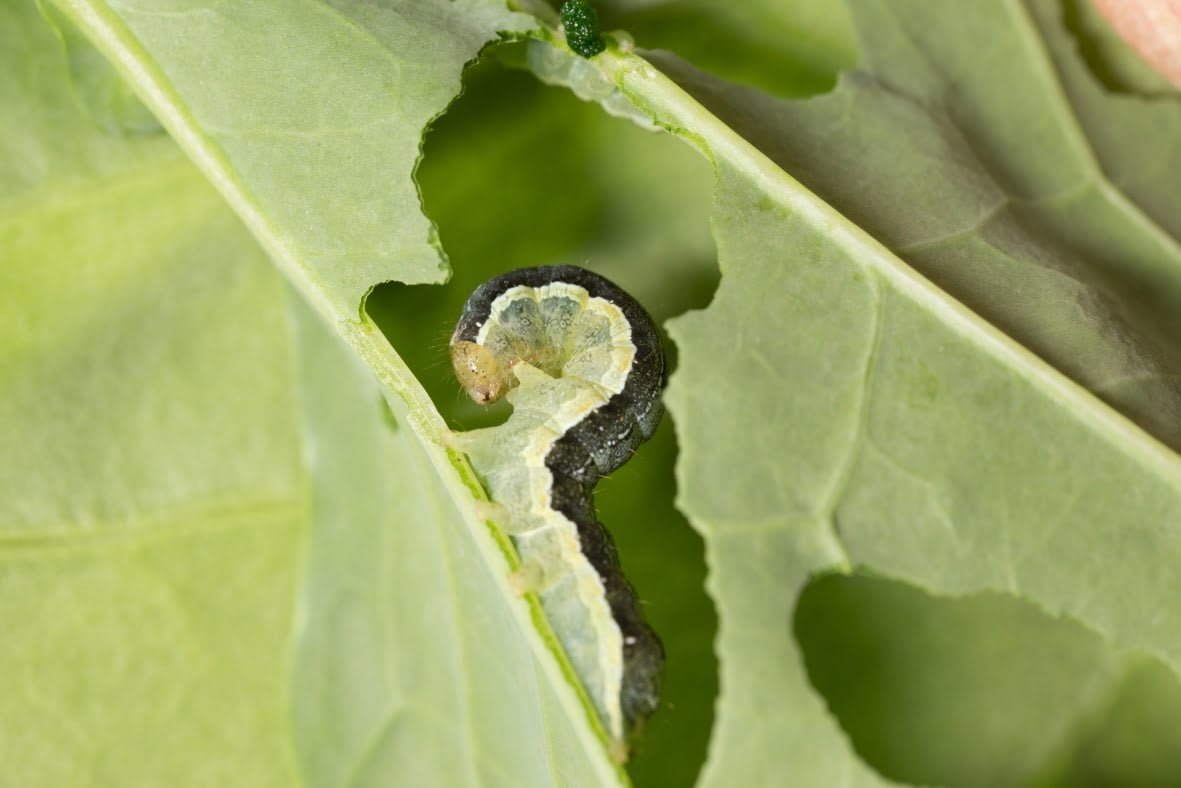 Cabbage moth - the world of plants