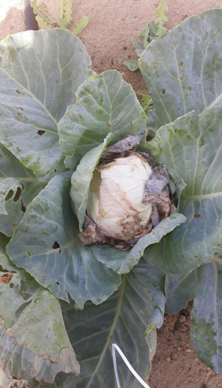 Soft rot on cabbage - Plant World