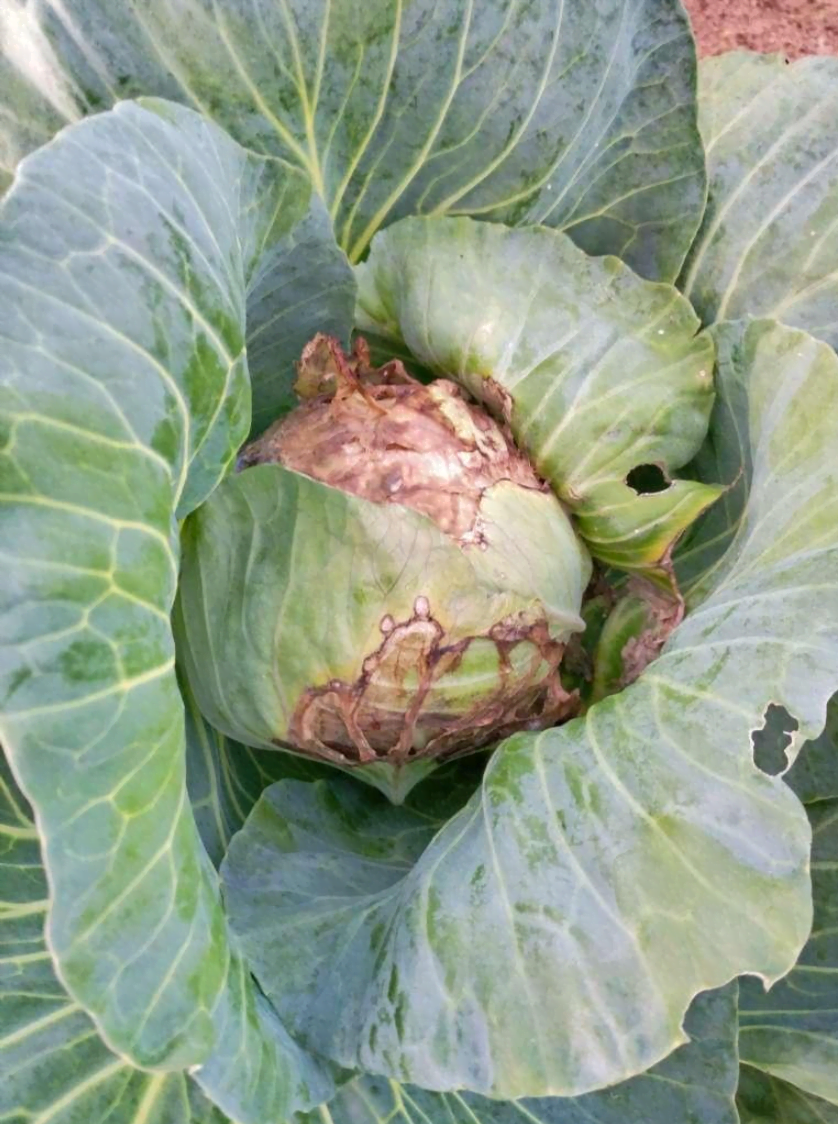 Soft rot on cabbage - Plant World