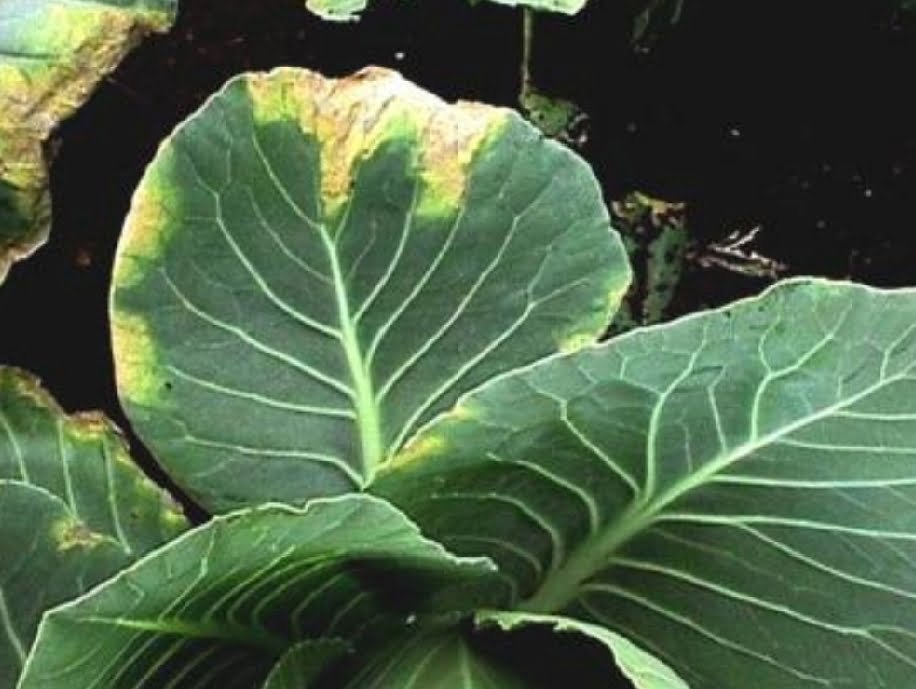Black mold on cabbage - plant world
