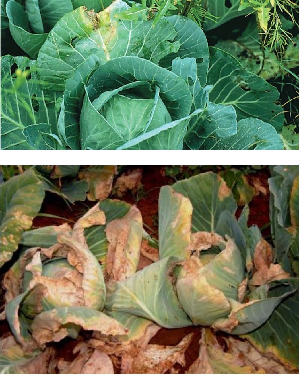 Black mold on cabbage - plant world