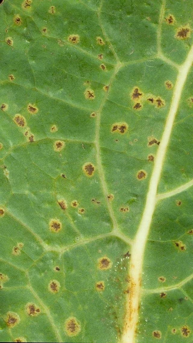 التبقع الحلقي Ring spot - عالم النباتات