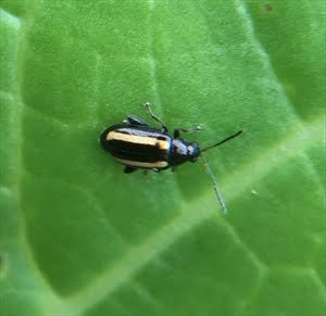 Cabbage fla beetle - the world of plants