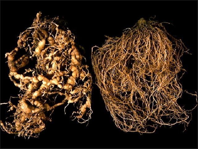 نيماتودا تعقد الجذور - عالم النباتات