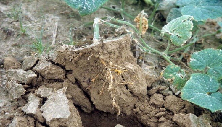 نيماتودا تعقد الجذور - عالم النباتات