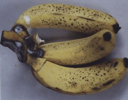 Symptoms of banana crown rot