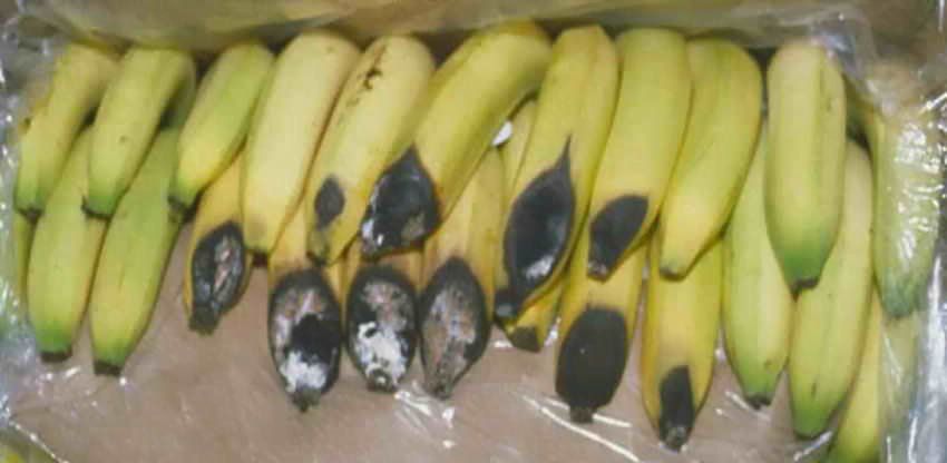 Symptoms of banana crown rot - Plant World